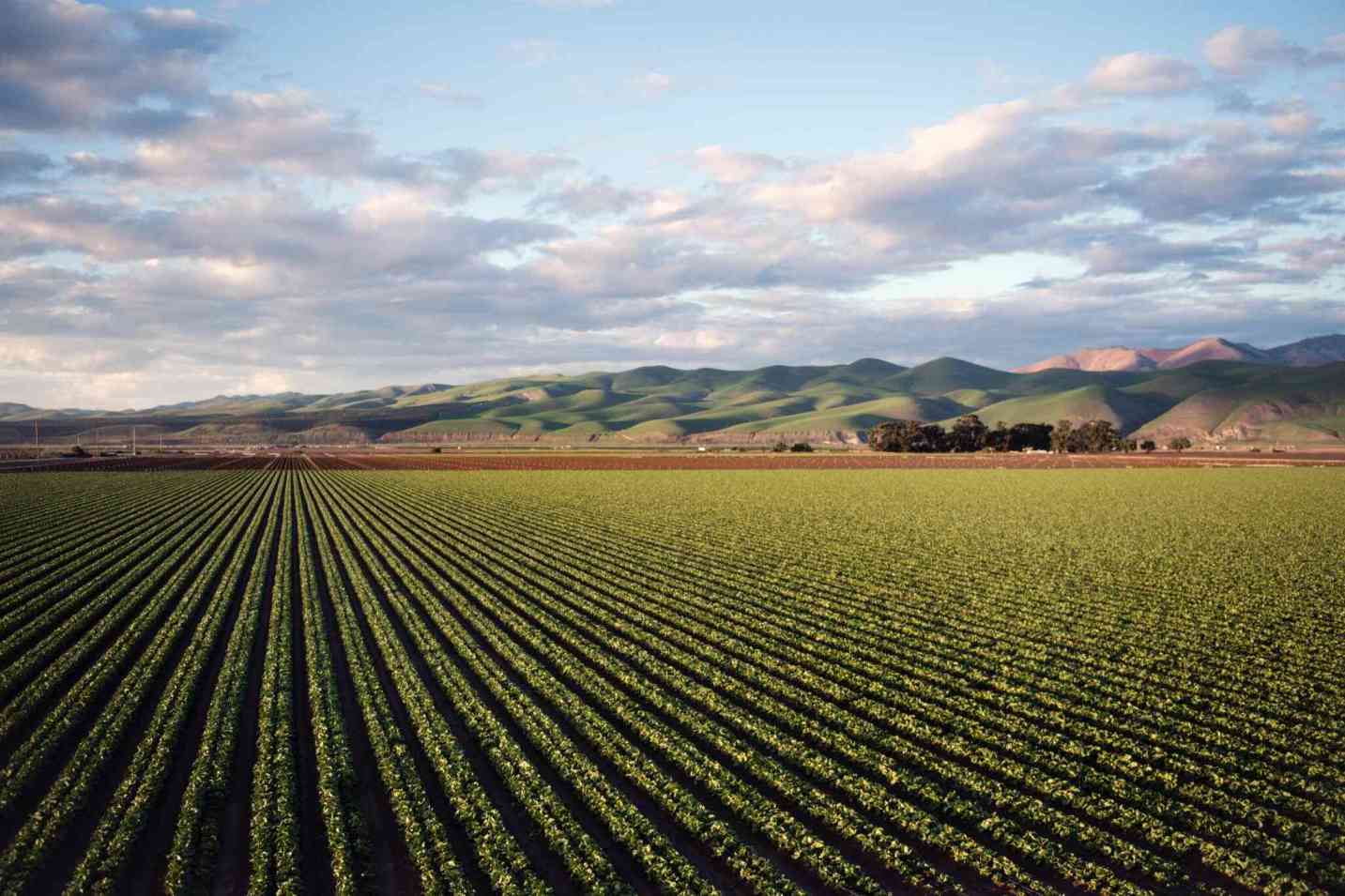 agriculture-plant